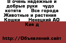 В очень надежные и добрые руки - чудо - котята!!! - Все города Животные и растения » Кошки   . Ненецкий АО,Кия д.